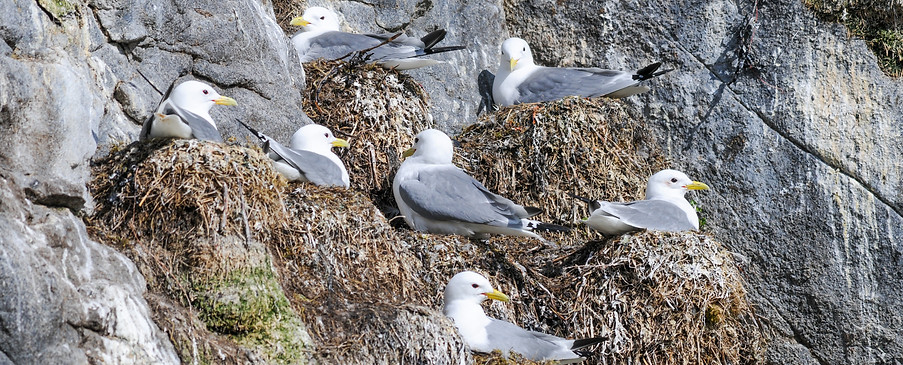 Kittiwakes, genus Rissa