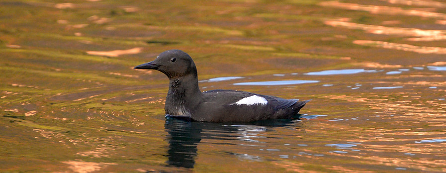 Black guillemot or tystie, Cepphus grylle