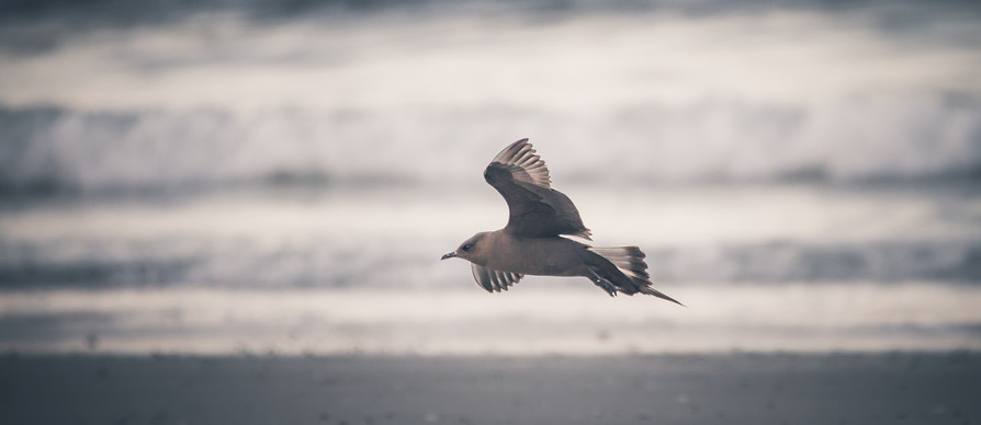Parasitic jaeger, Stercorarius parasiticus