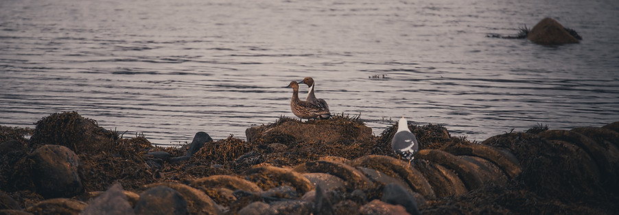 Pintail, Anas acuta