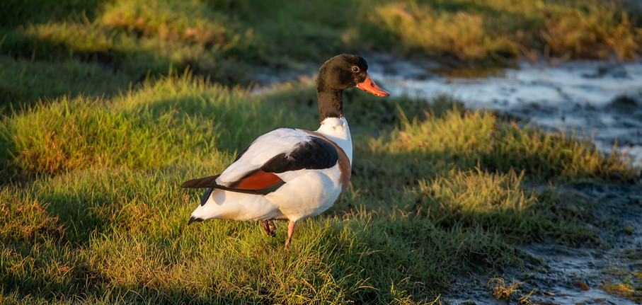 Common shelduck, Tadorna tadorna