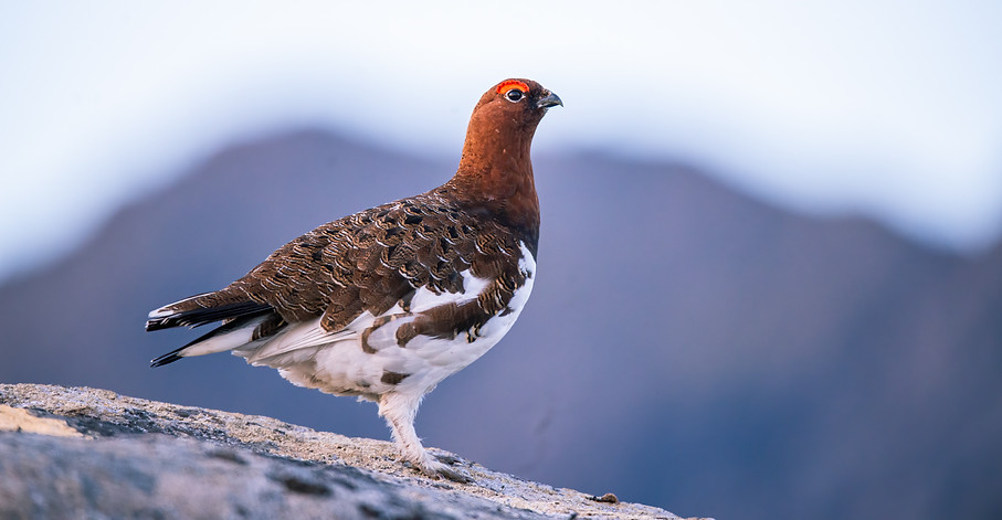 Willow ptarmigan, Lagopus lagopus
