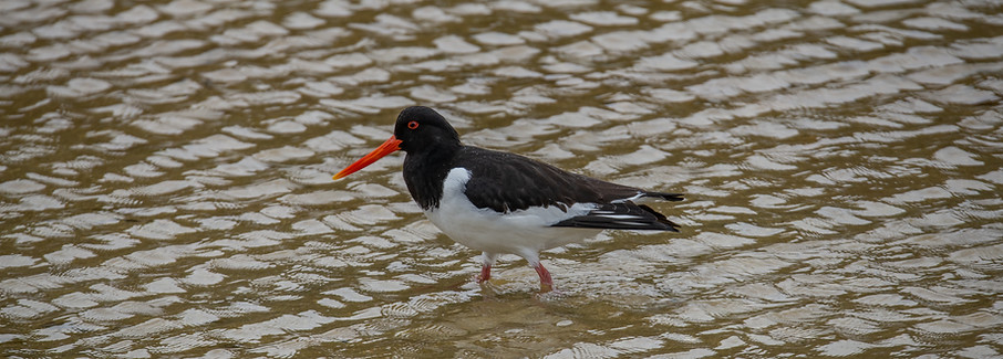 Eurasian oystercatcher, Haematopus ostralegus