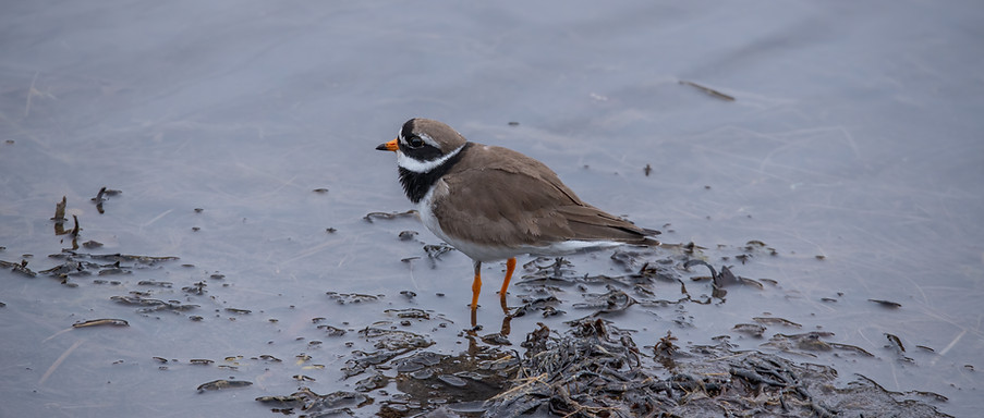 Common ringed plover, Charadrius hiaticula