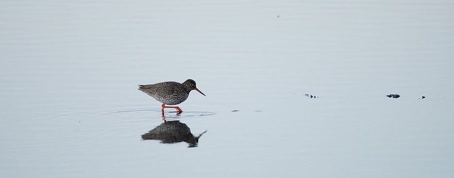 Common redshank, Tringa totanus