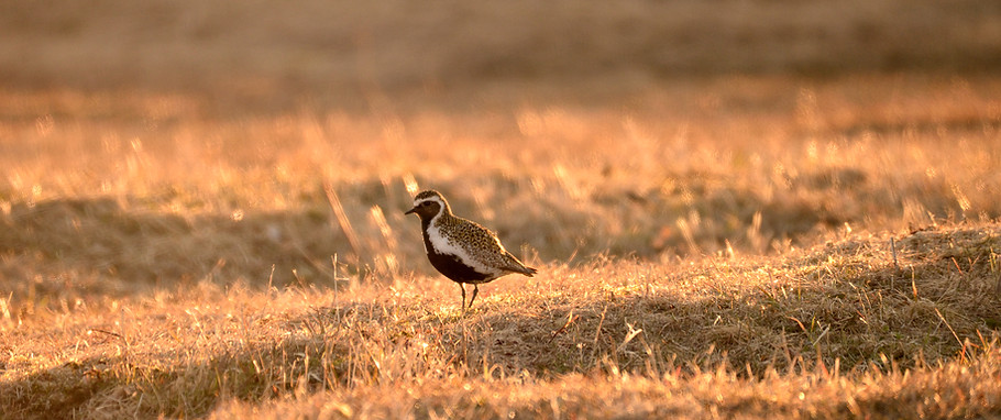 European golden plover, Pluvialis apricaria
