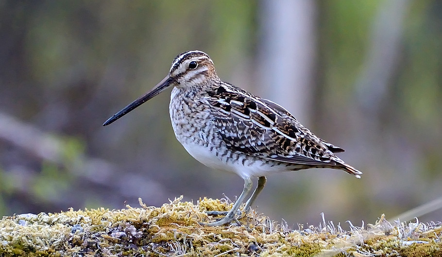 Common snipe, Gallinago gallinago