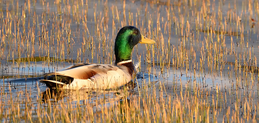 Mallard, Anas platyrhynchos