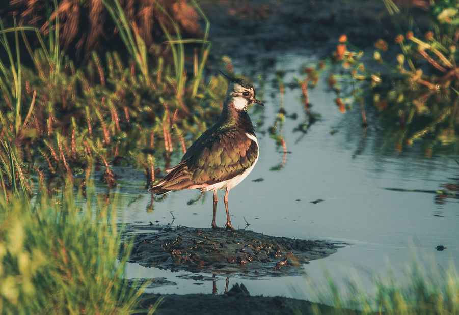 Northern lapwing, Vanellus vanellus