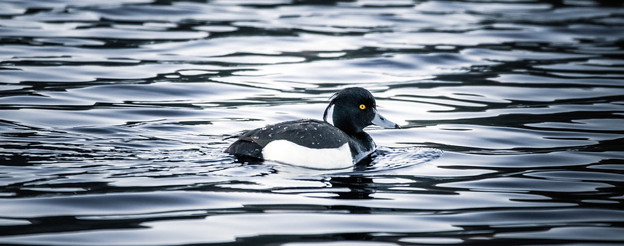 Tufted duck, Aythya fuligula