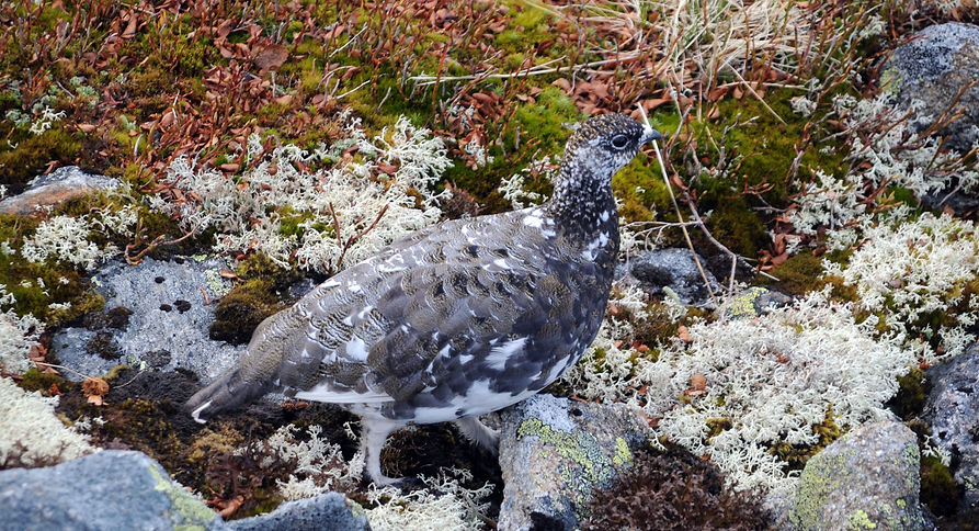Rock ptarmigan, Lagopus muta