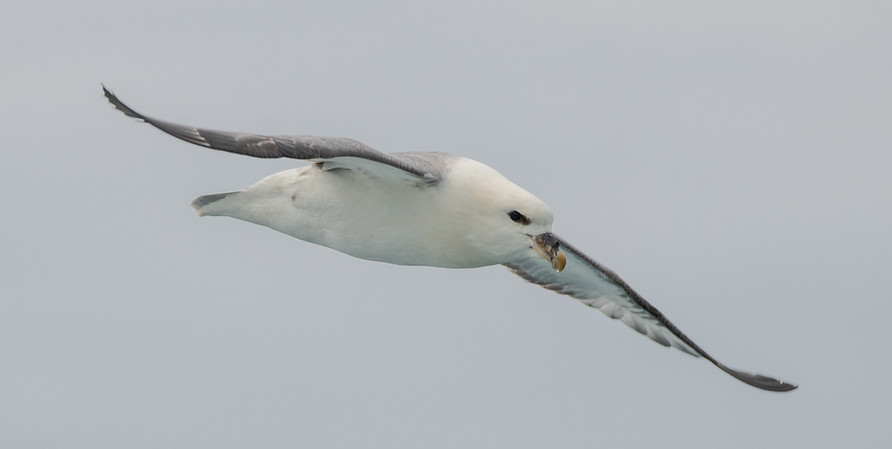 Northern fulmar, Fulmarus glacialis
