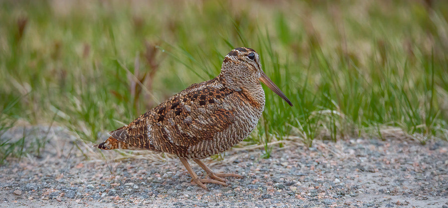 Eurasian woodcock, Scolopax rusticola