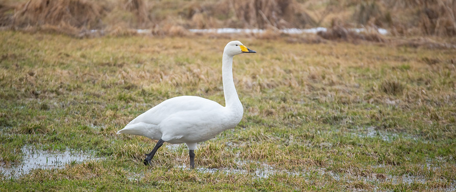 Whooper swan, Cygnus cygnus