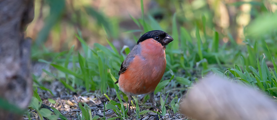 Eurasian bullfinch, Pyrrhula pyrrhula