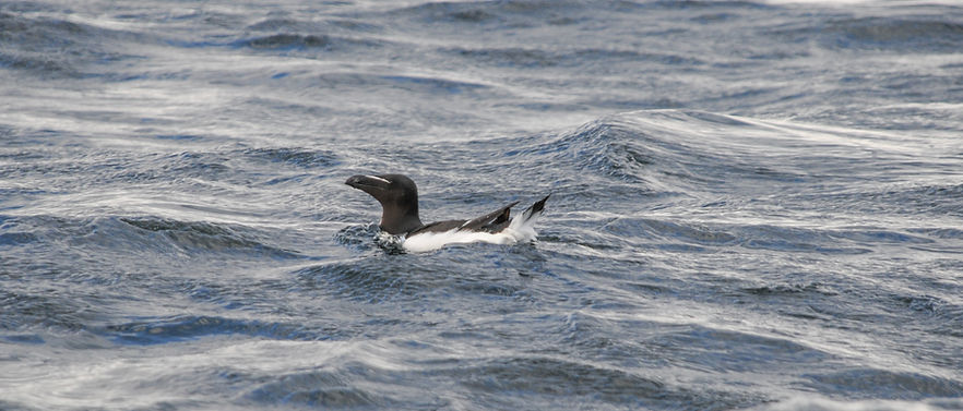 Razorbill, Alca torda