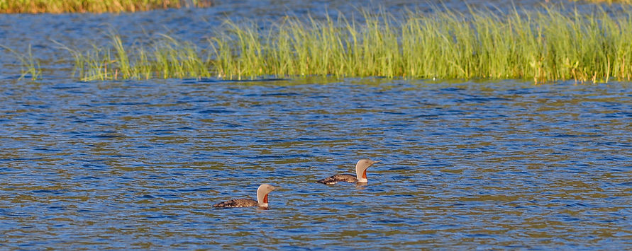 Red-throated loon, Gavia stellata