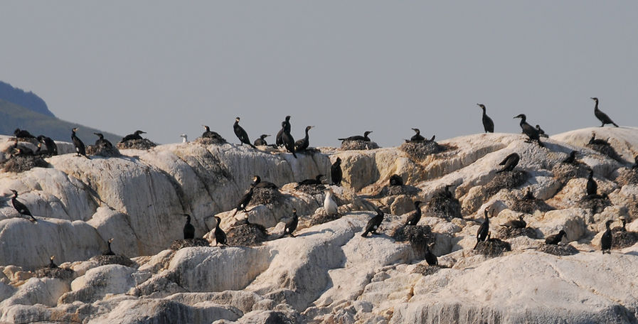 Northern gannet, Morus bassanus / Great cormorant, Phalacrocorax carbo