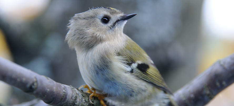 Goldcrest, Regulus regulus