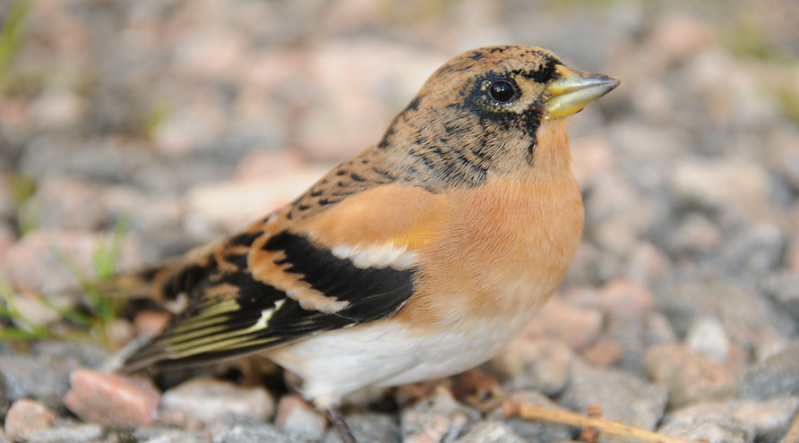 Chaffinch, Fringilla coelebs