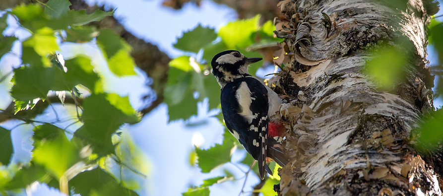 Great spotted woodpecker, Dendrocopos major