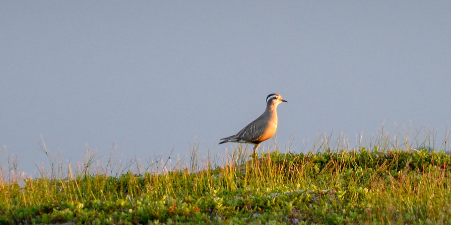 Eurasian dotterel, Charadrius morinellus