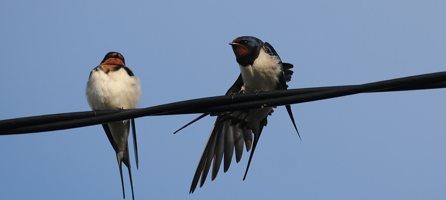 Barn swallow, Hirundo rustica