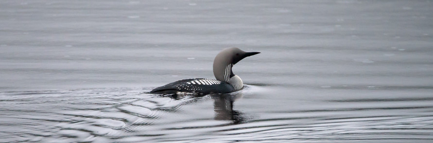 Arctic loon, Gavia arctica