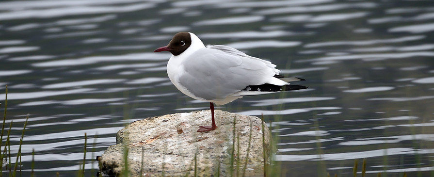 Black-headed Gull, Chroicocephalus ridibundus