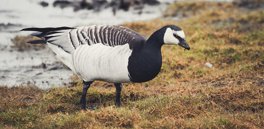 Barnacle goose, Branta leucopsis