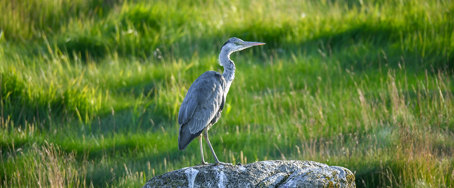 Grey heron, Ardea cinerea