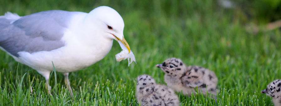 Common gull, Larus canus