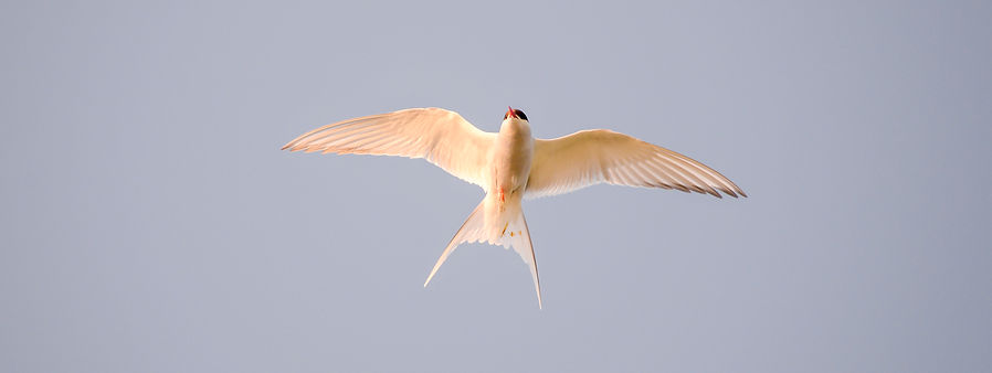 Arctic tern, Sterna paradisaea