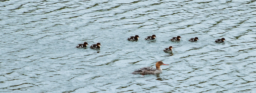 Red-breasted merganser, Mergus serrator