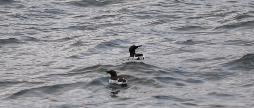 Common murre, Uria aalge