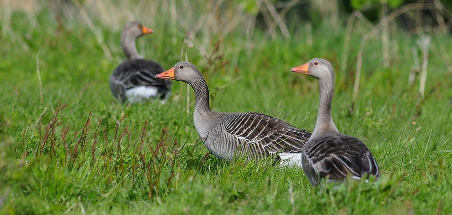 Greylag goose, Anser anser