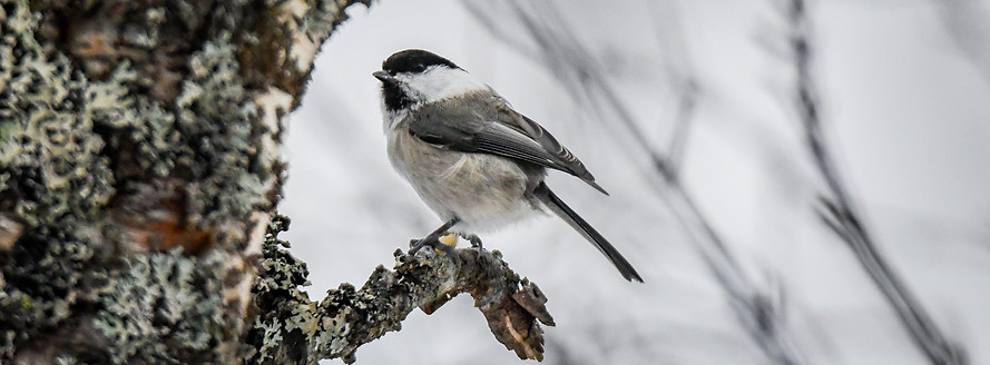 Willow tit,Poecile montanus