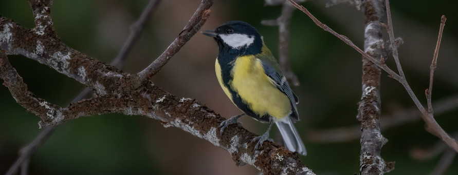 Great tit, Parus major