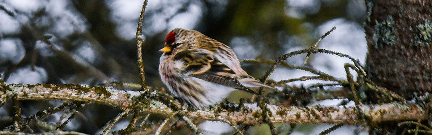 Common redpoll, Acanthis flammea