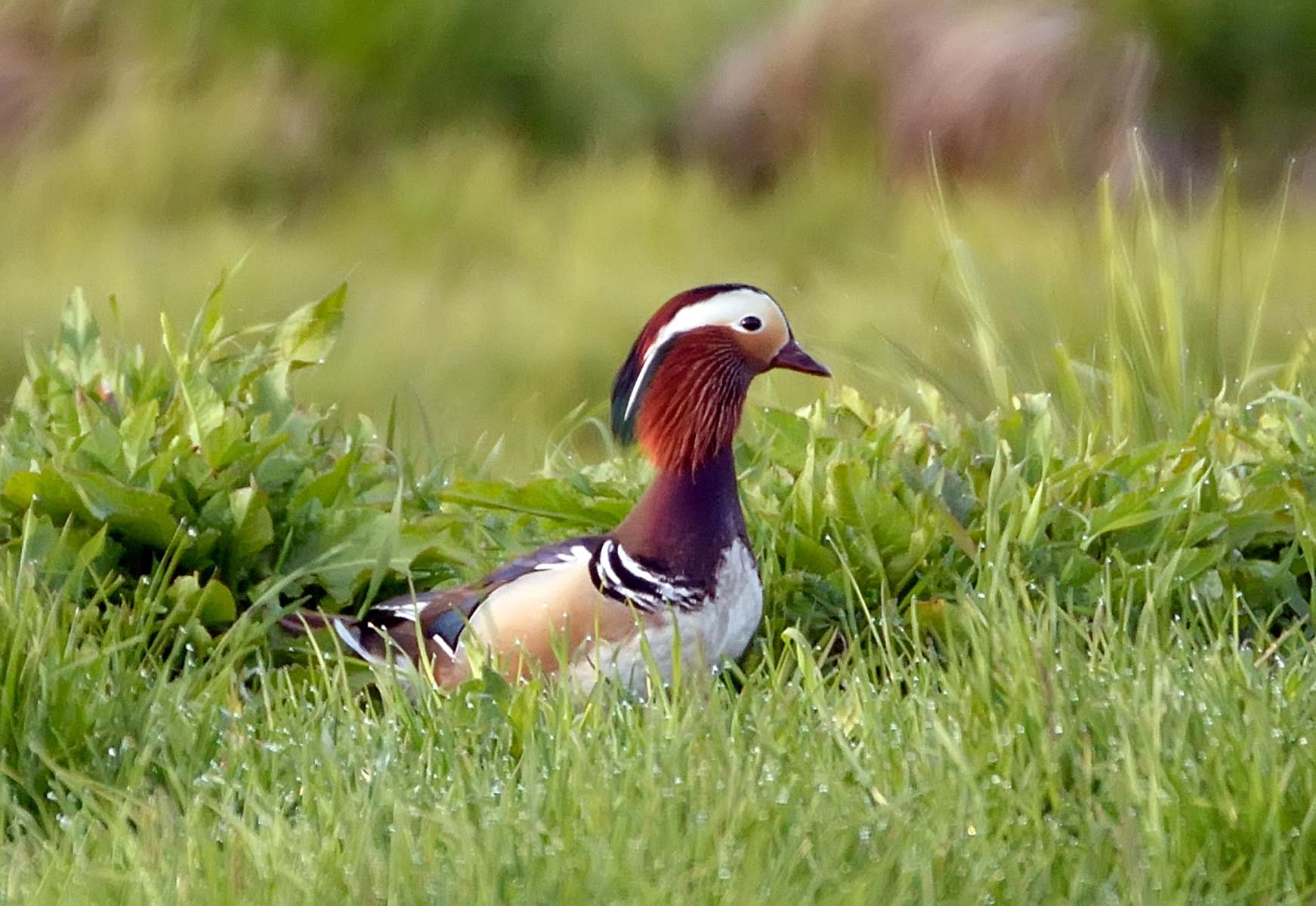 Mandarin duck, Aix galericulata