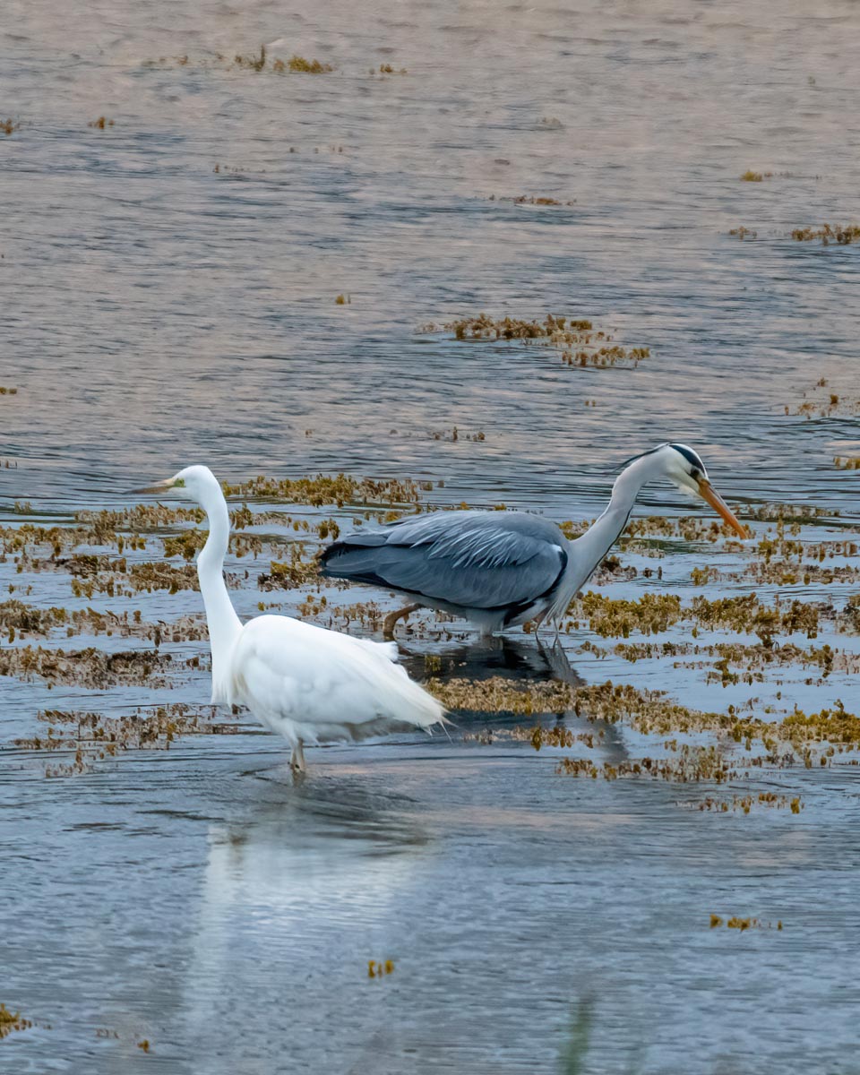 Great white egret