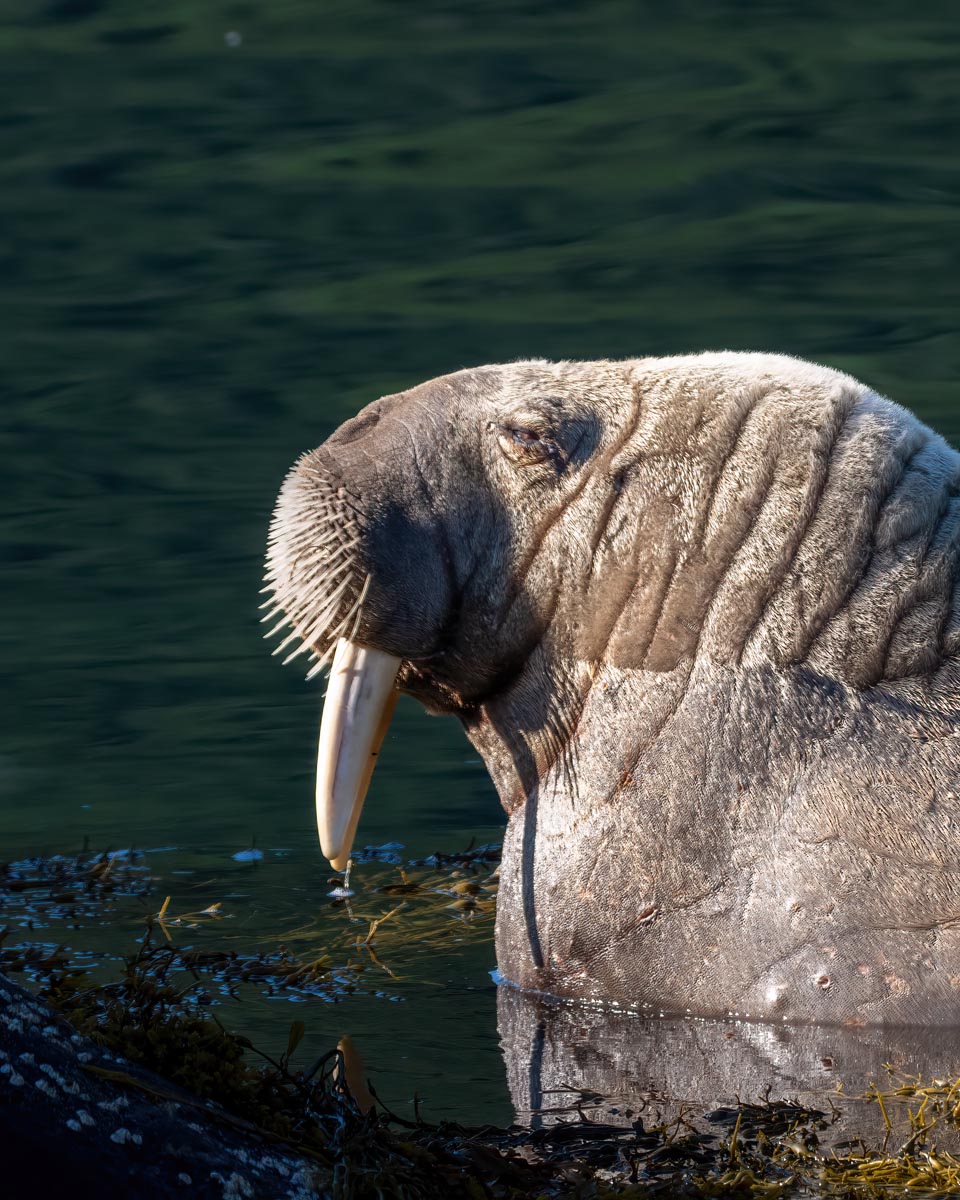 Walrus, Odobenus rosmarus