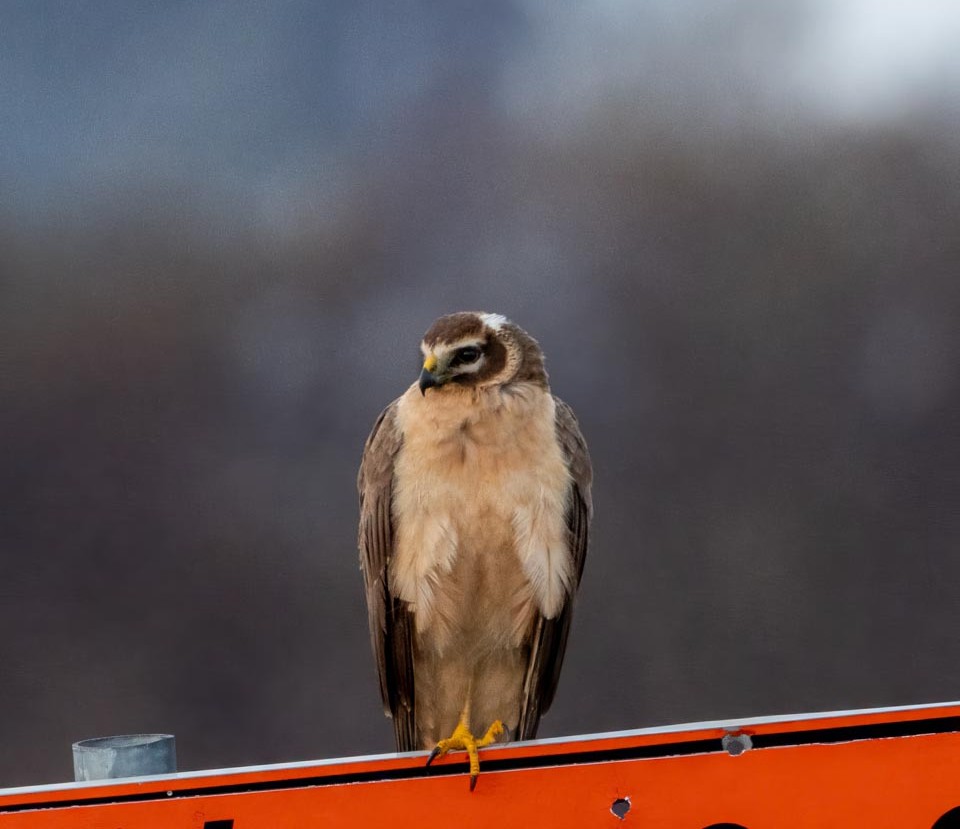 Pallid harrier, Circus macrourus