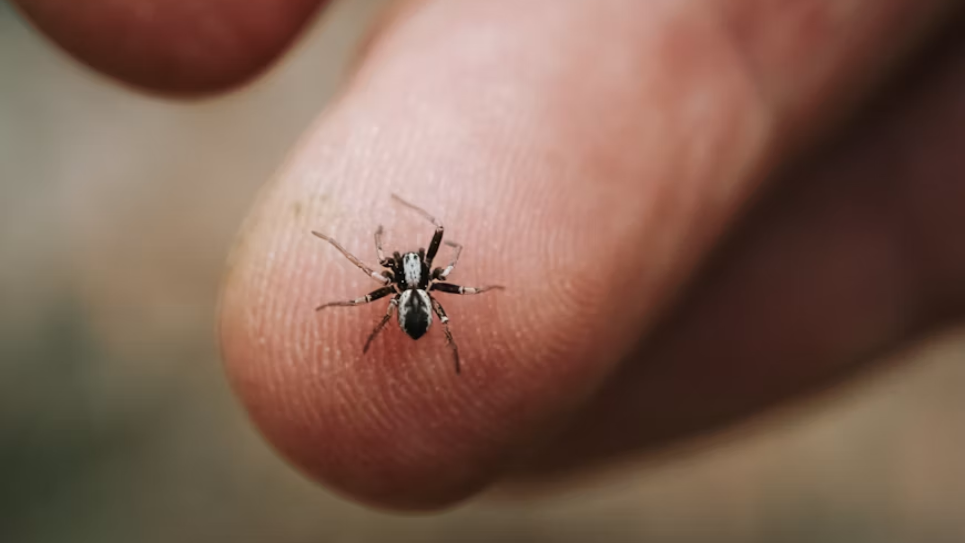 Battling the Tiny Invaders: 5 Tips for an Ant-Free Home