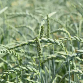 a close up of a field of green wheat