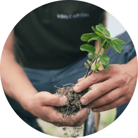 a person holding a plant in their hands