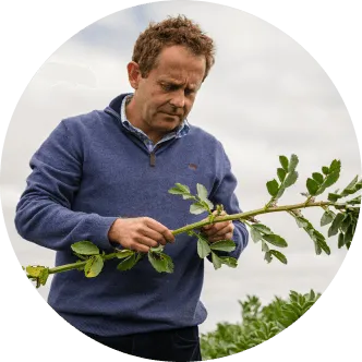 a man holding a branch of a tree