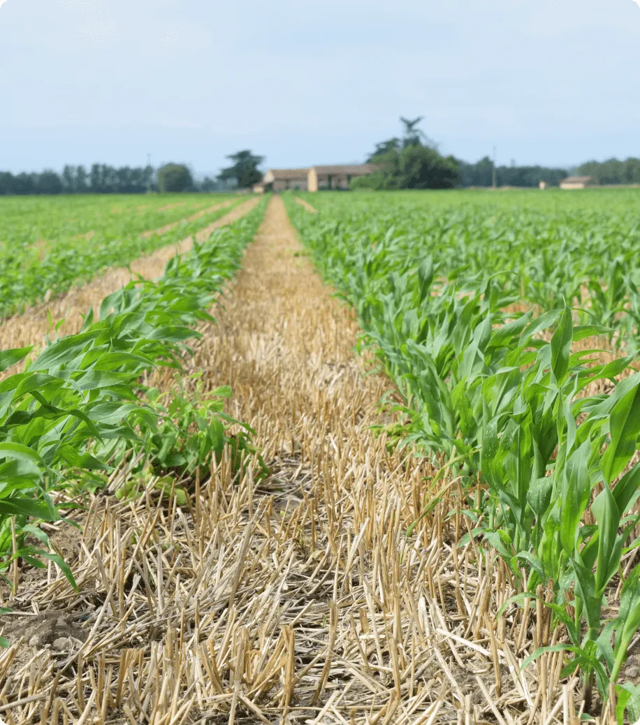 a field of corn with a house in the background