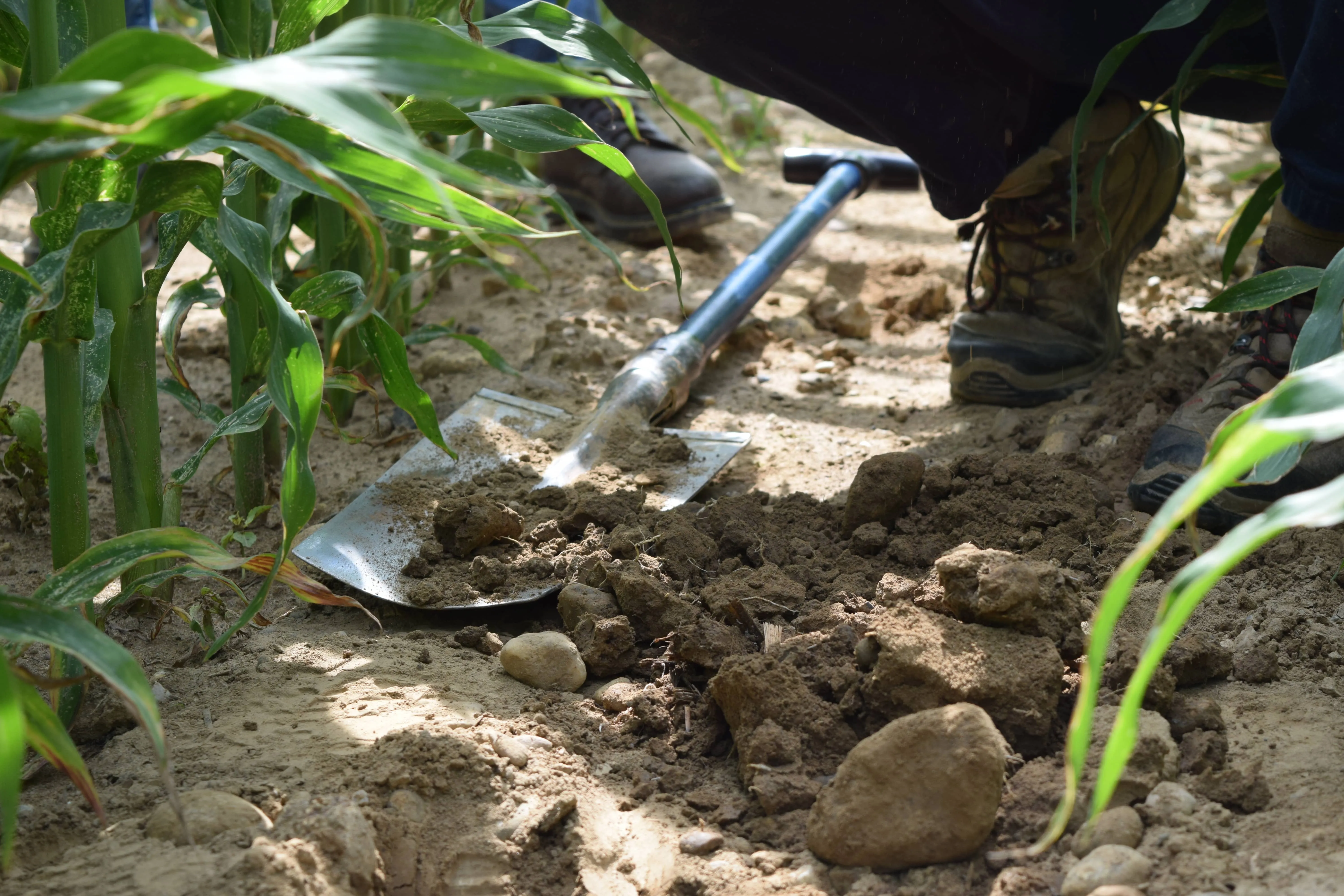 a person digging in the dirt with a shovel