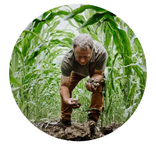 Man crouching in a cornfield examining soil clumps with green corn plants surrounding him.